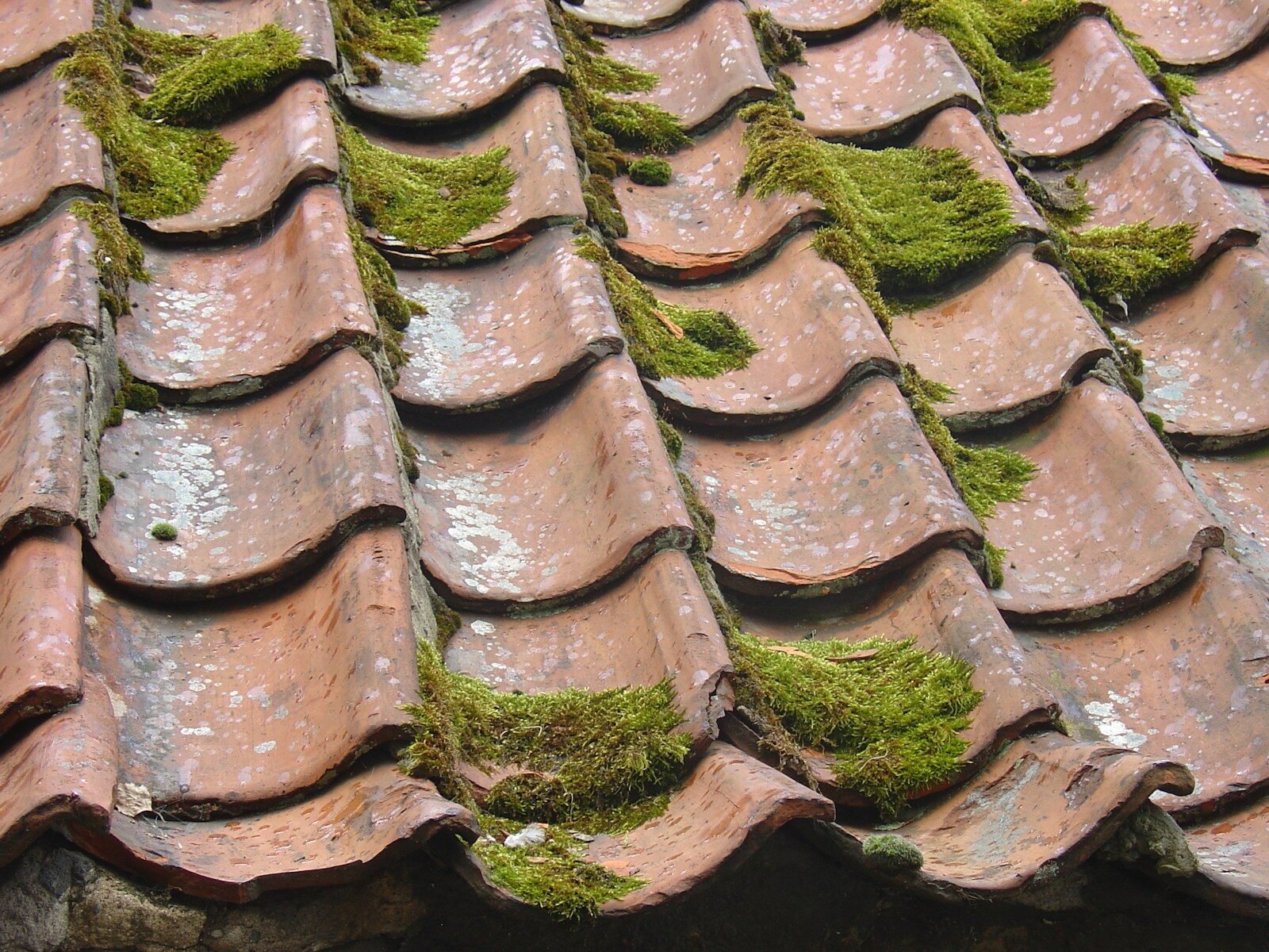 Pacific Northwest roof inspection showing weather-related roof wear